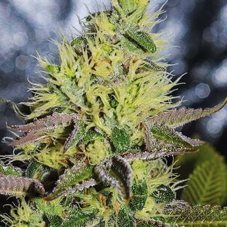 Sweet Zombie (Expert Seeds) feminized