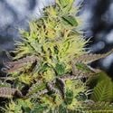 Sweet Zombie (Expert Seeds) feminisiert