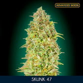 Skunk 47 (Advanced Seeds) feminisiert