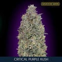 Critical Purple Kush (Advanced Seeds) feminisiert