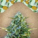 Critical Sour (Female Seeds) feminized