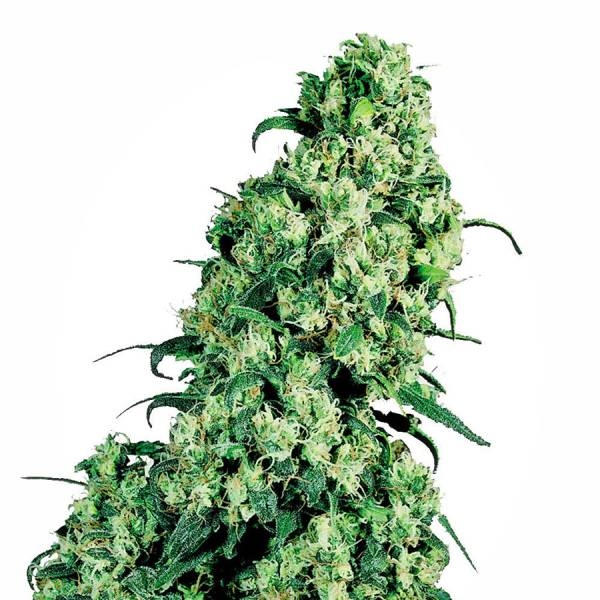 Skunk #1 Feminisiert (Sensi Seeds White Label)