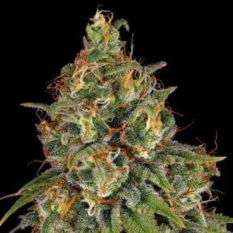 Strawberry AKeil (Serious Seeds) feminized