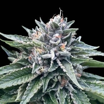 Sorbet 4 (DNA Genetics) feminized