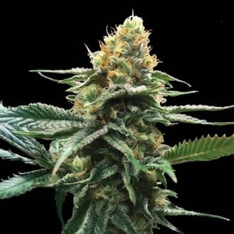 Sour Sorbet (DNA Genetics) feminisiert