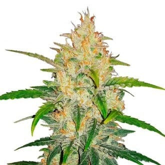 Zkittlez Auto (FastBuds) feminized