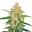 Zkittlez Auto (FastBuds) feminisiert