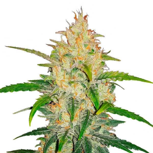 Zkittlez auto авто