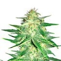 Lemon AK (FastBuds) feminized