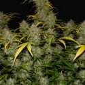 Gelato Auto (FastBuds) feminized