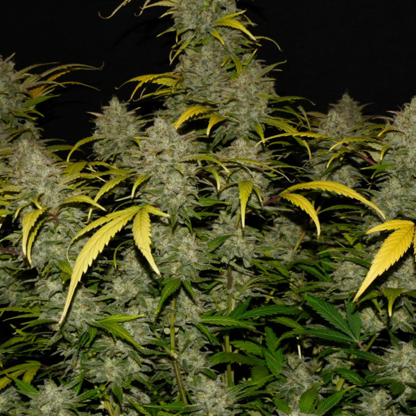 Gelato Auto (FastBuds) feminized