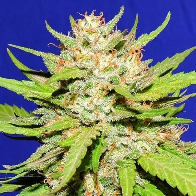 Wedding Cake Original Sensible Seeds Cannabissamen Zamnesia