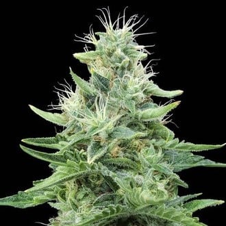 Gorilla Candy (Eva Seeds) feminisiert