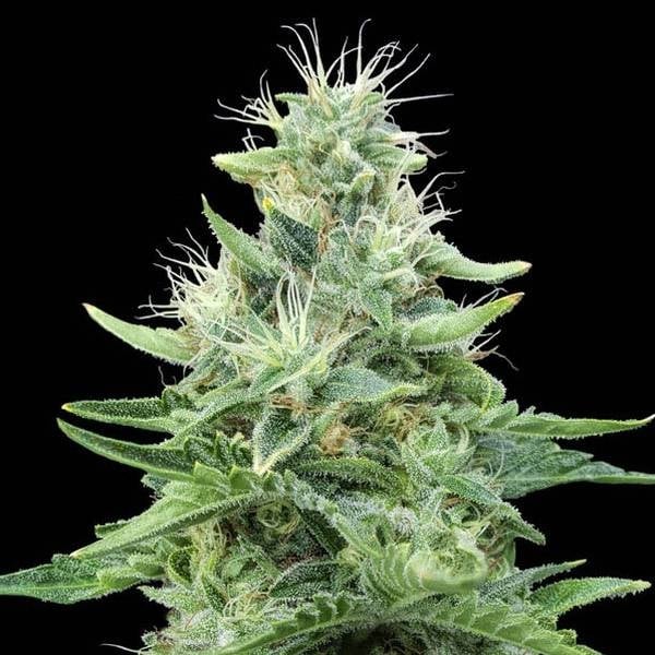 Furious Candy Feminisiert (Eva Seeds)