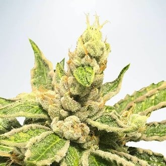 Mamacita’s Cookies (Ministry of Cannabis) feminisiert