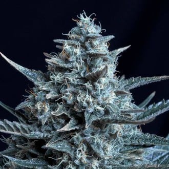 Blubonik (Genehtik Seeds) feminized