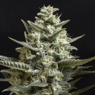 Sweet Bilbo (Genehtik Seeds) feminisiert