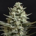 Sweet Bilbo (Genehtik Seeds) feminized