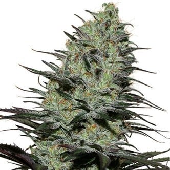 Morpheus (Buddha Seeds) feminized