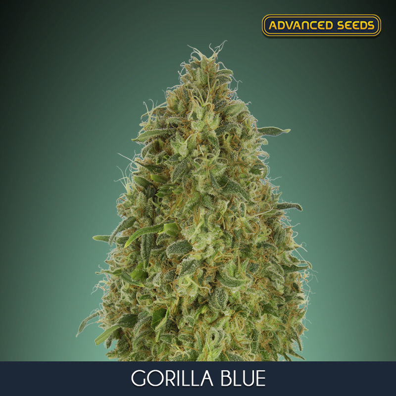 Gorilla Blue Feminisiert (Advanced Seeds)