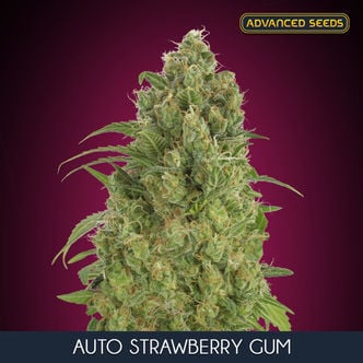 Auto Strawberry Gum (Advanced Seeds) feminisiert