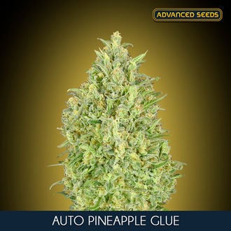 Auto Pineapple Glue (Advanced Seeds) feminisiert