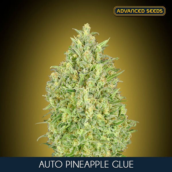 Gorilla Glue Auto (Seeds Genetics Co)