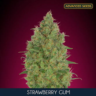 Strawberry Gum (Advanced Seeds) feminisiert