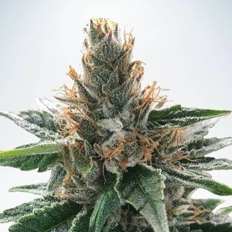 God's Glue (Ministry Of Cannabis) feminized