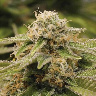 Gorilla Breath (Humboldt Seeds) feminized