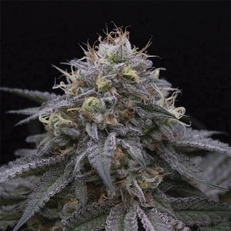 Sugar Breath (Humboldt Seeds) feminisiert