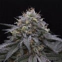 Sugar Breath (Humboldt Seed Organization) feminisiert