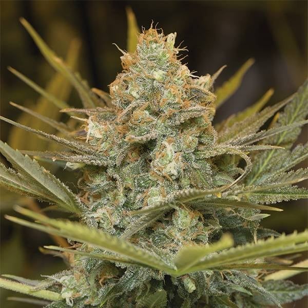 Three Blue Kings Feminisiert (Humboldt Seed Company)