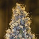 Blue Fire (Humboldt Seed Organization) feminisiert