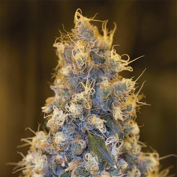 Blue Fire Feminisiert (Humboldt Seed Company)