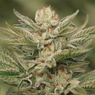 Sapphire Scout (Humboldt Seed Organization) feminized