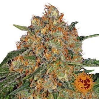 Orange Sherbert (Barney's Farm) feminisiert