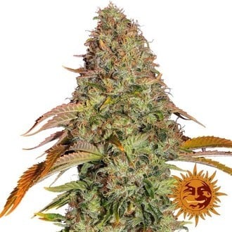 Zkittlez OG Auto (Barney's Farm) feminisiert