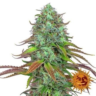 LSD Auto (Barney's Farm) feminisiert