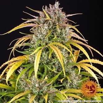 LSD Auto (Barney's Farm) feminized