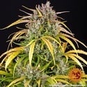LSD Auto (Barney's Farm) feminized