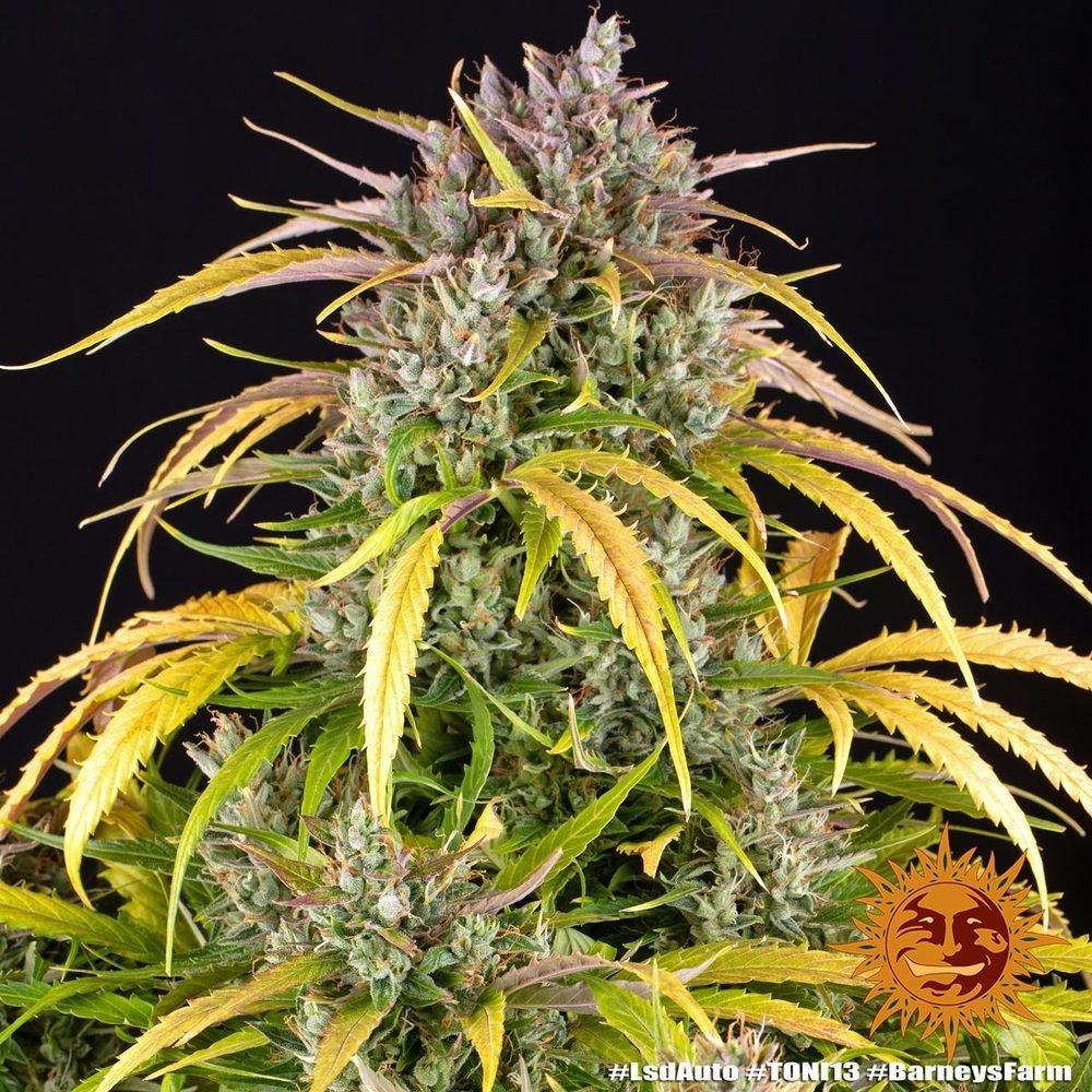 LSD Auto (Oaseeds)