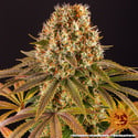 Strawberry Lemonade (Barney's Farm) feminisiert