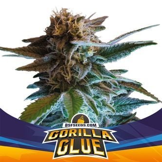 Gorilla Glue Auto (BSF Seeds) feminized