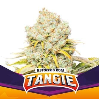 Tangie (BSF Seeds) feminized