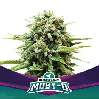 Moby-D (BSF Seeds) feminisiert