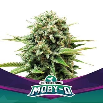 Moby-D (BSF Seeds) feminized