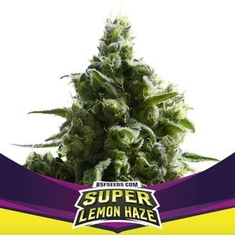 Super Lemon Haze (BSF Seeds) feminisiert