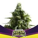 Super Lemon Haze (BSF Seeds) feminized