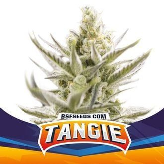 Tangie XXL Auto (BSF Seeds) feminized